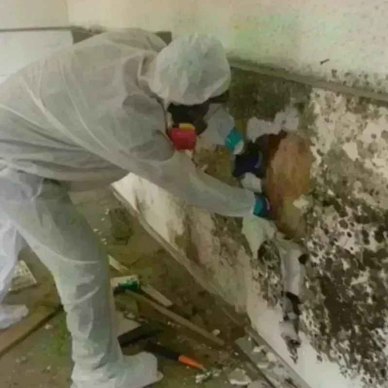 Mold Remediation and Removal in Rodney Village, DE